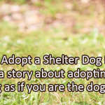 Writing Prompt for October 19: Shelter Dog